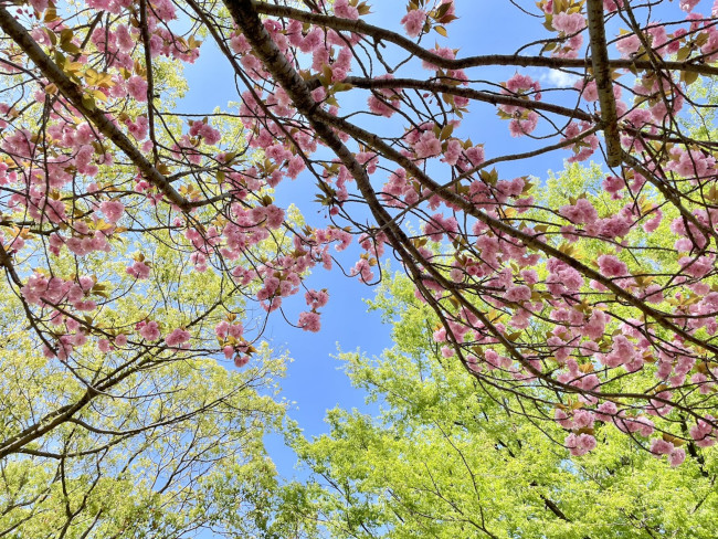 ノルディックウォーキング 2023年04月08日（土）